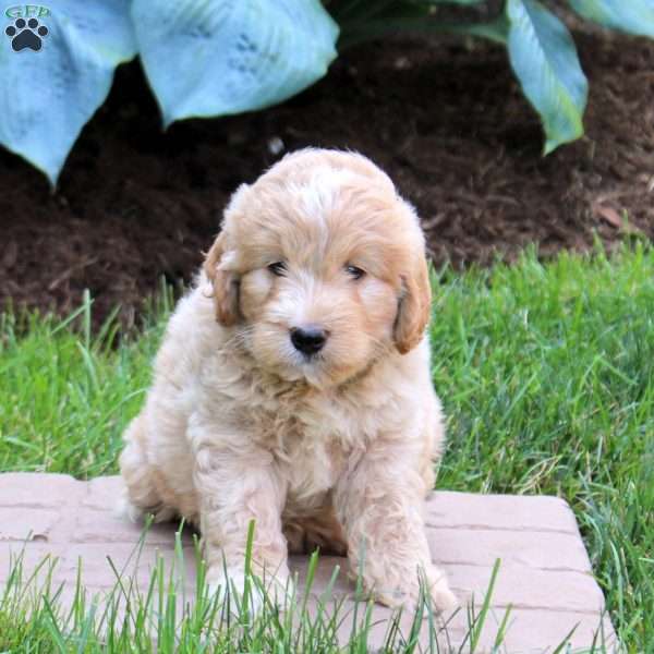 Percy, Mini Goldendoodle Puppy