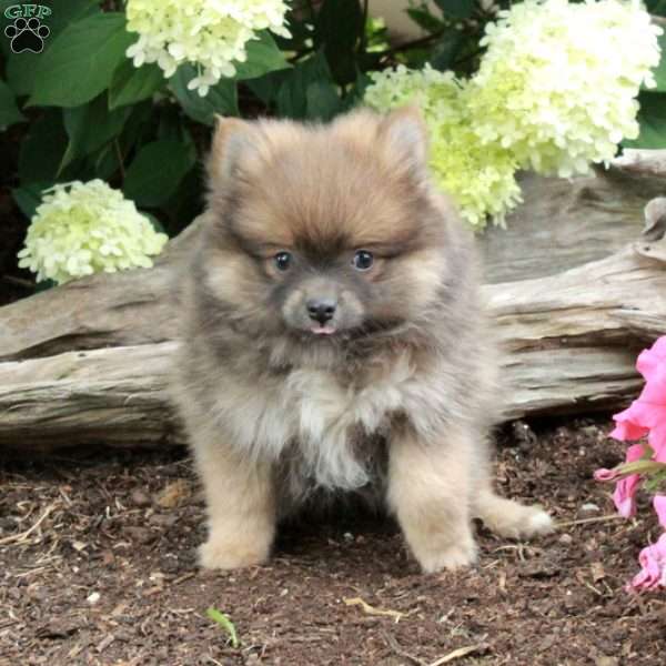 Percy, Pomeranian Puppy