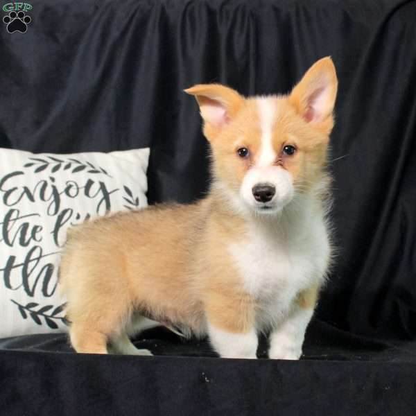 Percy, Pembroke Welsh Corgi Puppy