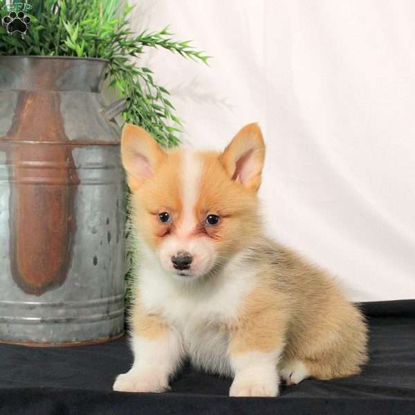 Percy, Pembroke Welsh Corgi Puppy