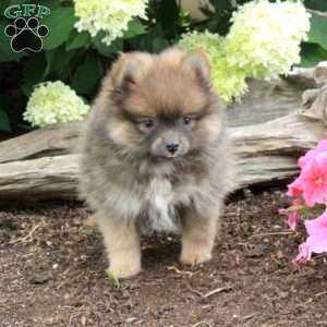 Percy, Pomeranian Puppy