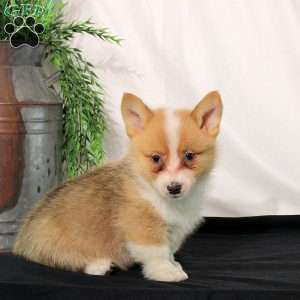 Percy, Pembroke Welsh Corgi Puppy