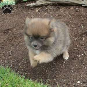 Percy, Pomeranian Puppy