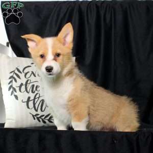 Percy, Pembroke Welsh Corgi Puppy