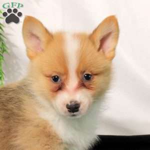 Percy, Pembroke Welsh Corgi Puppy