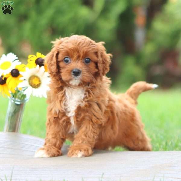 Percy, Cavapoo Puppy