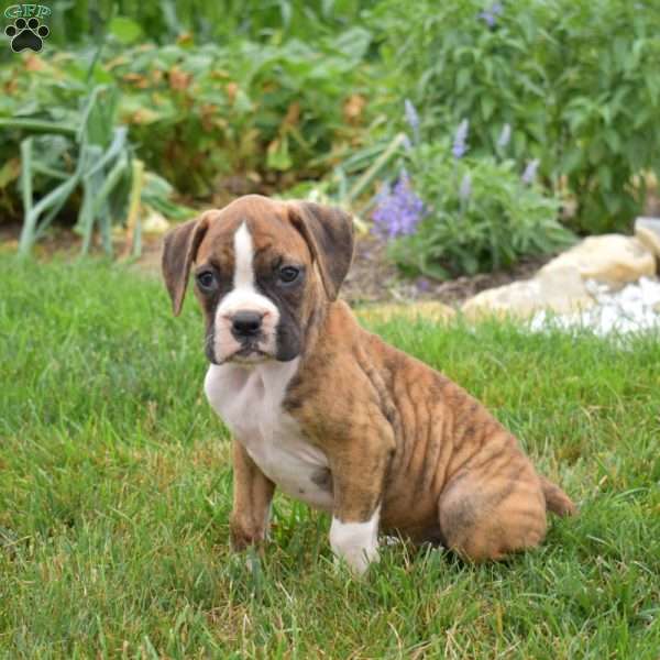 Petals, Boxer Puppy