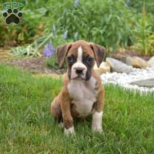 Petals, Boxer Puppy
