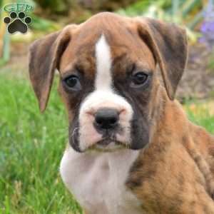 Petals, Boxer Puppy