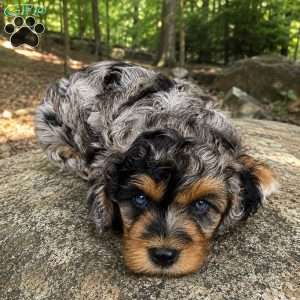 Pete, Cavapoo Puppy