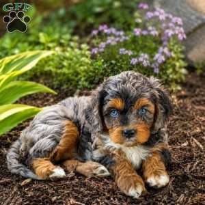 Pete, Cavapoo Puppy