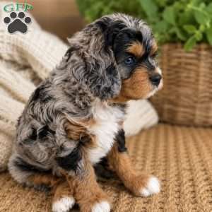 Pete, Cavapoo Puppy