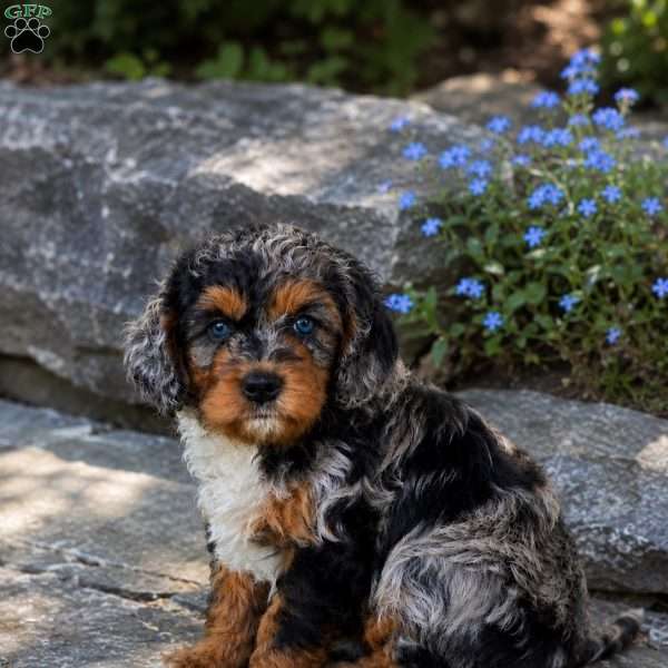 Pete, Cavapoo Puppy