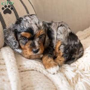 Pete, Cavapoo Puppy