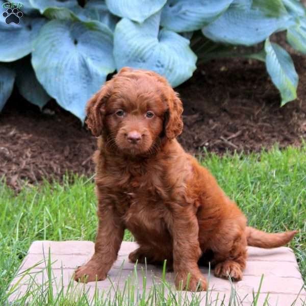 Pete, Mini Goldendoodle Puppy