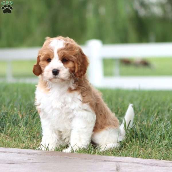 Pete, Cavapoo Puppy