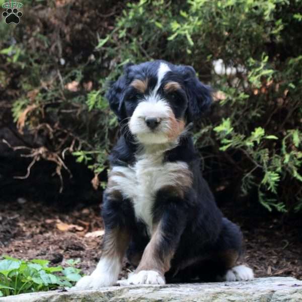 Peter, Bernedoodle Puppy