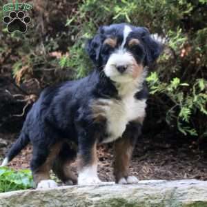 Peter, Bernedoodle Puppy