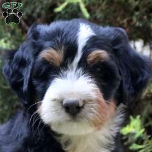 Peter, Bernedoodle Puppy