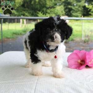 Peter, Shih-Poo Puppy
