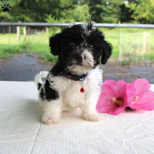 Peter, Shih-Poo Puppy