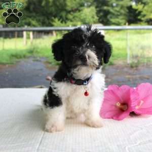 Peter, Shih-Poo Puppy