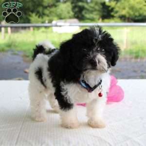 Peter, Shih-Poo Puppy