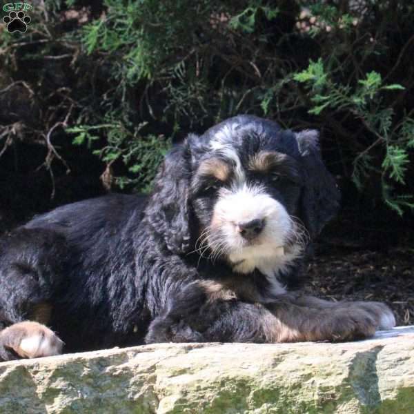 Petra, Bernedoodle Puppy