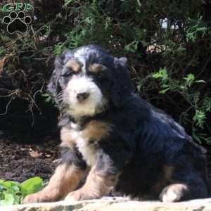Petra, Bernedoodle Puppy