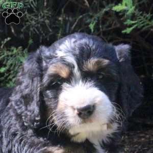 Petra, Bernedoodle Puppy