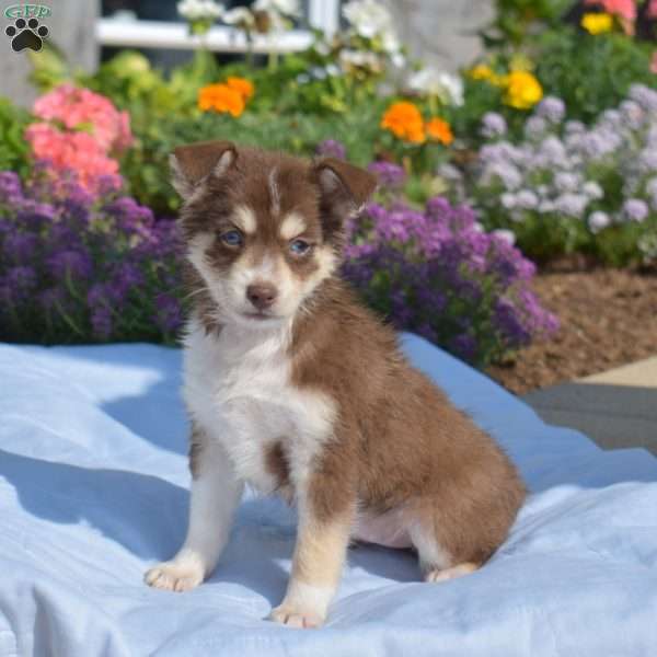 Petunia, Siberian Husky Mix Puppy