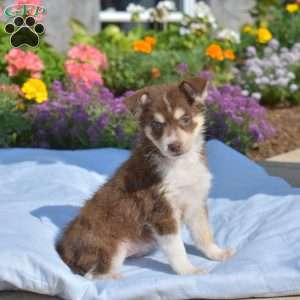 Petunia, Siberian Husky Mix Puppy