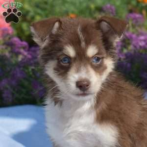 Petunia, Siberian Husky Mix Puppy
