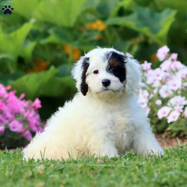 Petunia, Cavapoo Puppy