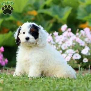 Petunia, Cavapoo Puppy