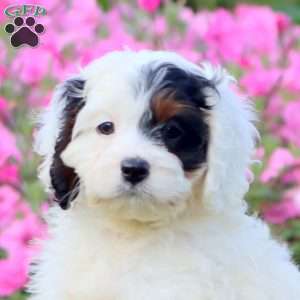 Petunia, Cavapoo Puppy