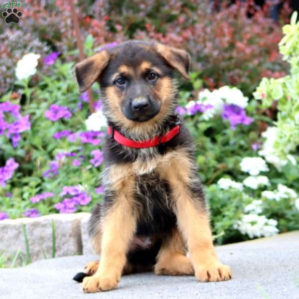 Peyton, German Shepherd Puppy