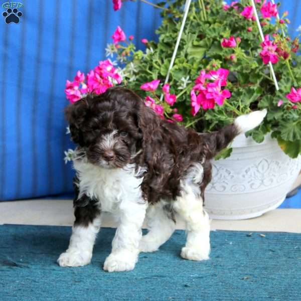 Peyton, Cockapoo Puppy