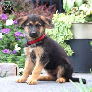 Peyton, German Shepherd Puppy