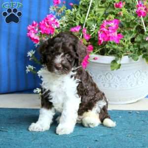 Peyton, Cockapoo Puppy