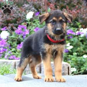 Peyton, German Shepherd Puppy