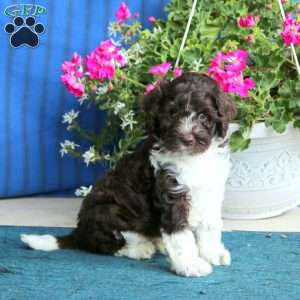 Peyton, Cockapoo Puppy