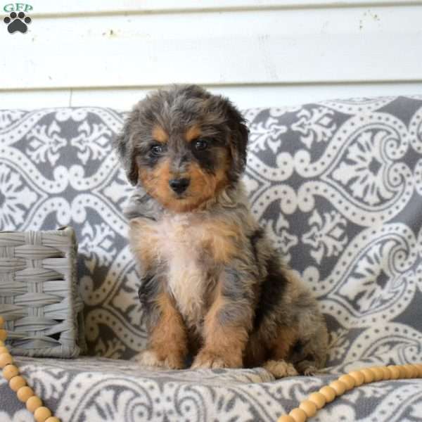 Phantom, Bernedoodle Puppy