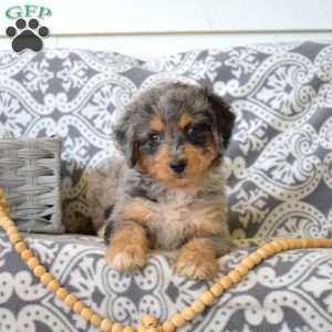 Phantom, Bernedoodle Puppy
