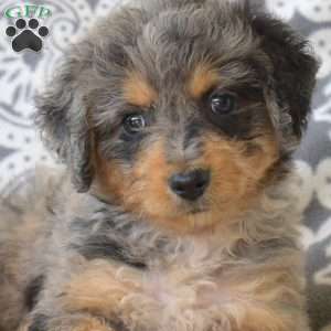 Phantom, Bernedoodle Puppy