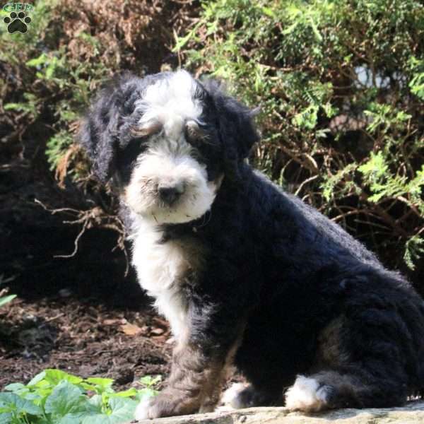 Philip, Bernedoodle Puppy