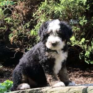 Philip, Bernedoodle Puppy