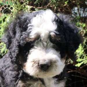 Philip, Bernedoodle Puppy