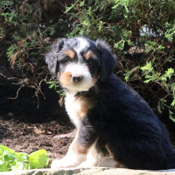Phoebe, Bernedoodle Puppy