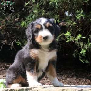 Phoebe, Bernedoodle Puppy